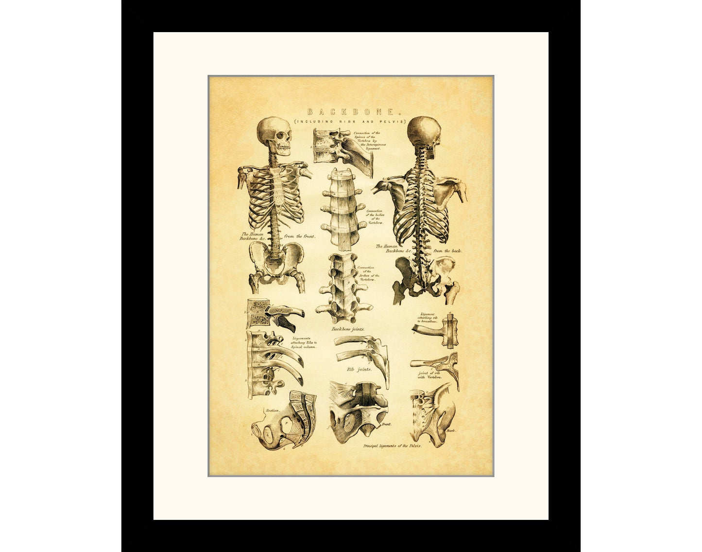 Backbone Skeleton Print