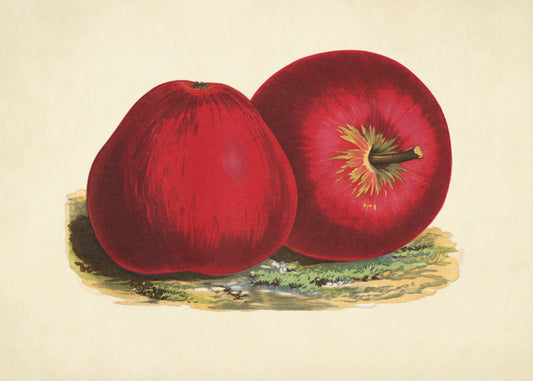 Red Apples Print - Worcester Permain