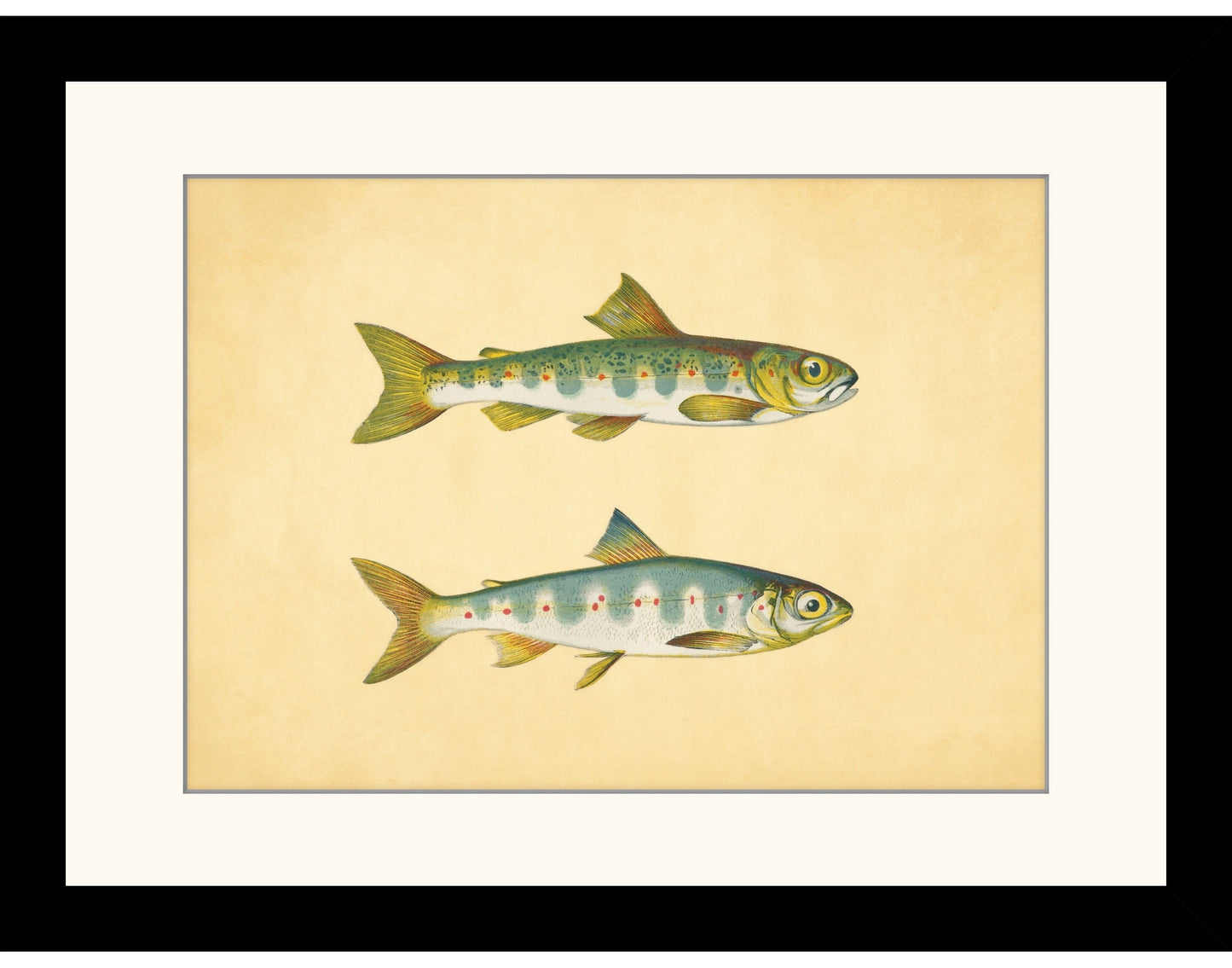 Parr and Samlet Fish Print