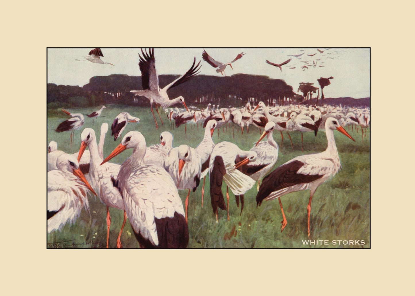 White Storks Print