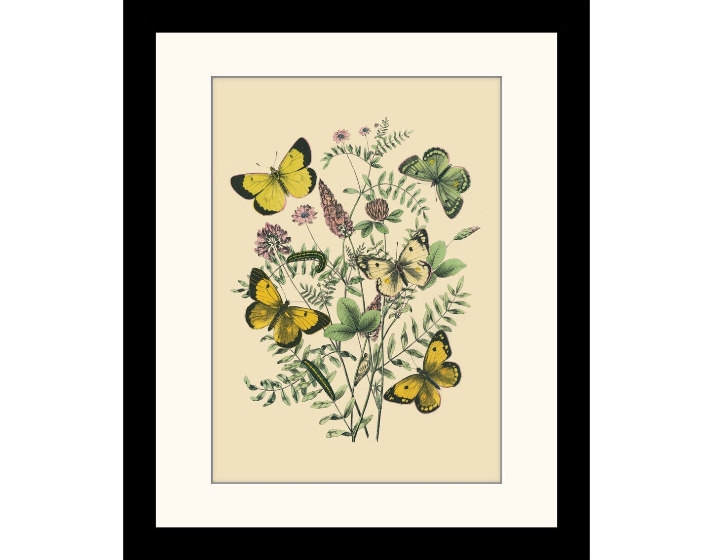 Entomology Print