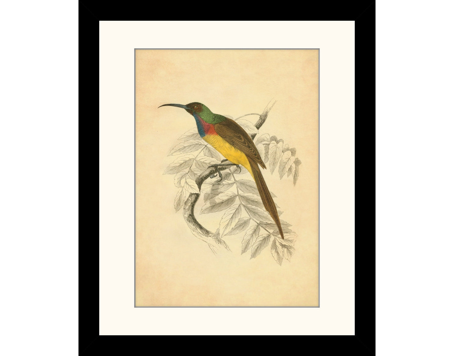 Sunbird Print