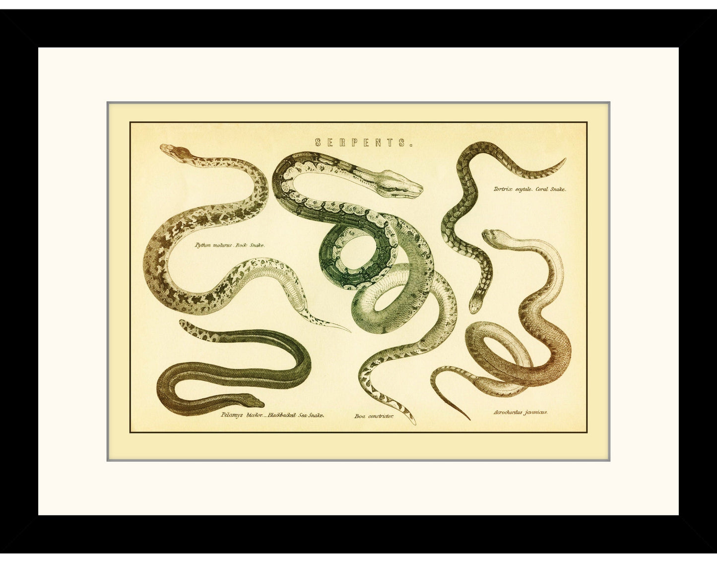 Serpents Print