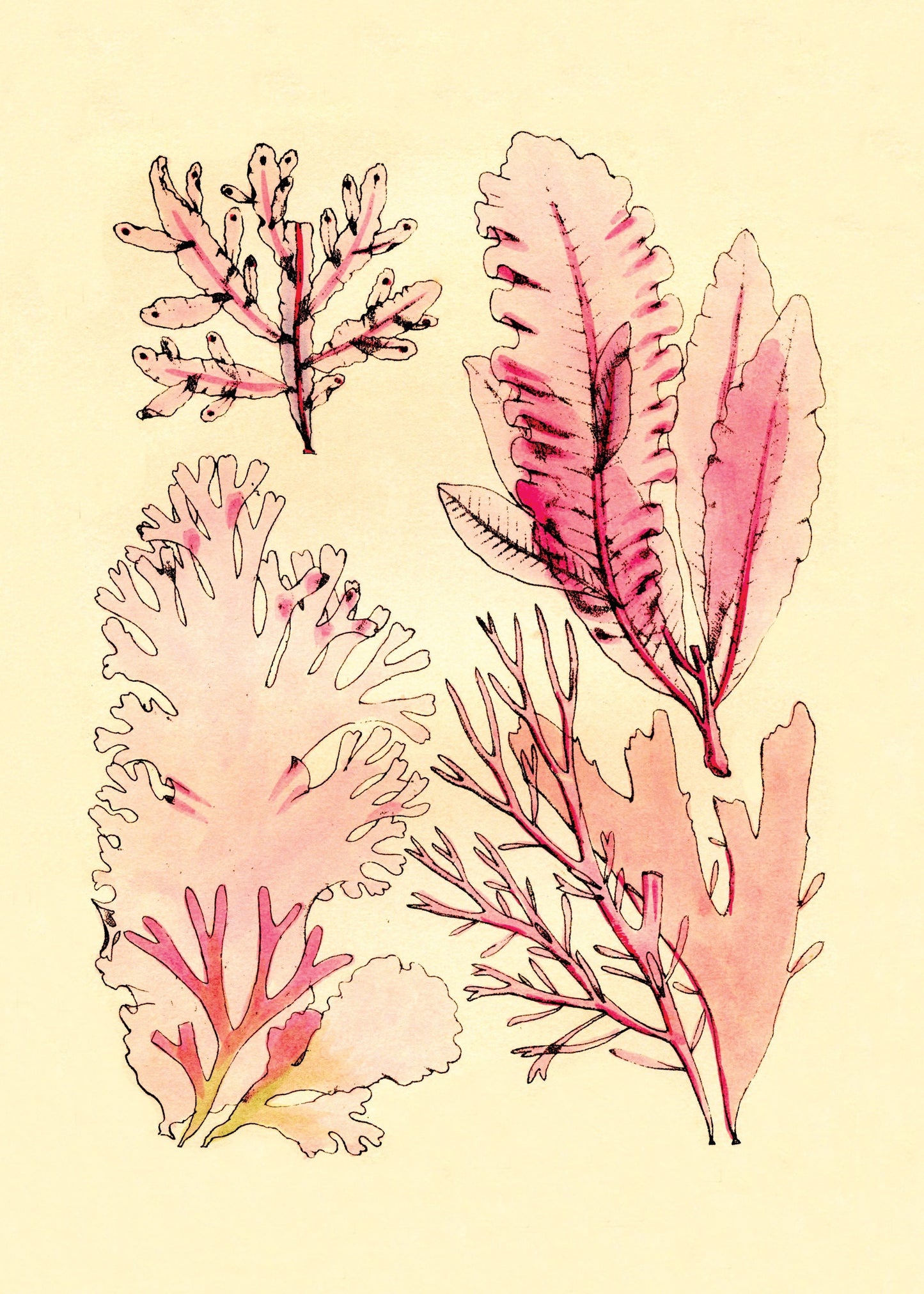 Seaweed Antique Reproduction