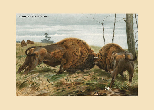 European Bison Print