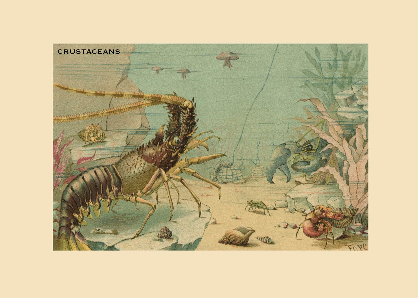 Crustaceans Print