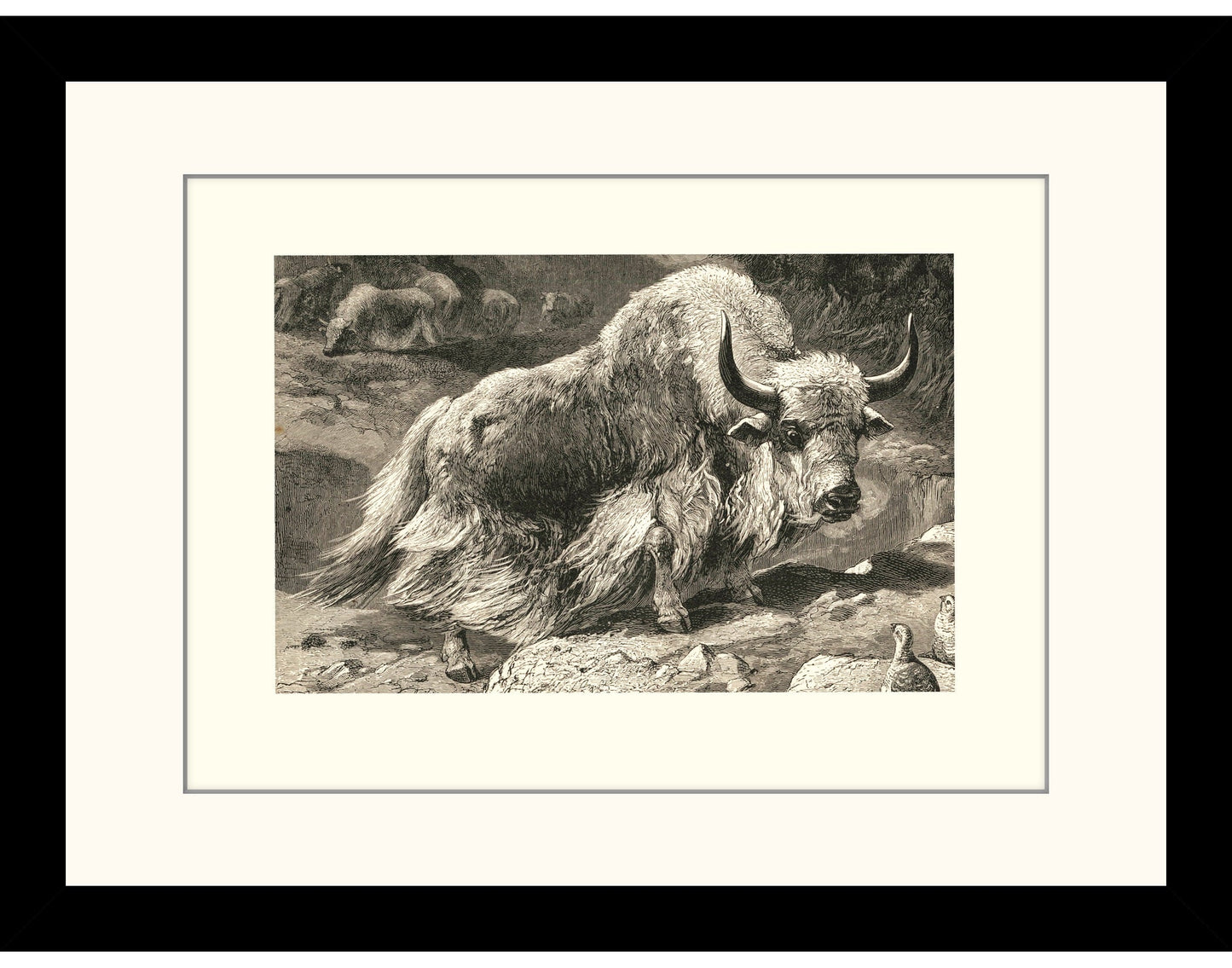 Domestic Yak Print