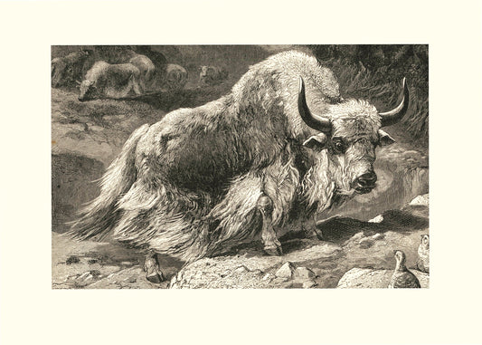 Domestic Yak Print