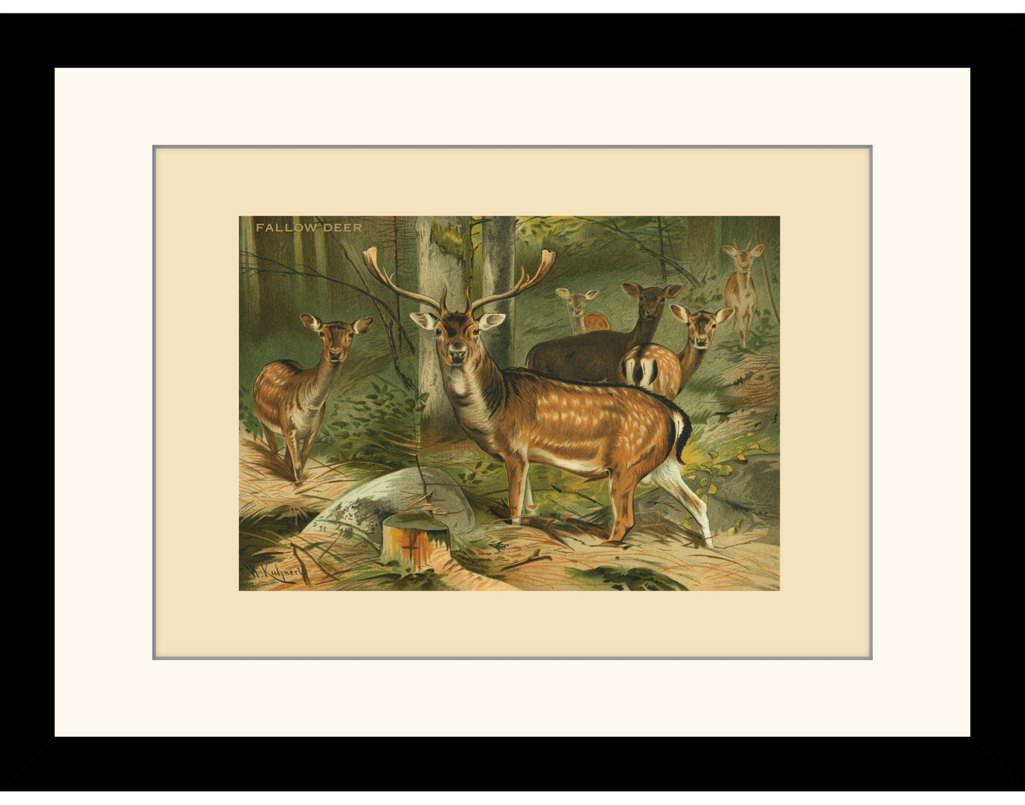 Fallow Deer Print