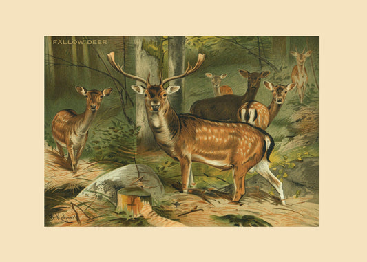 Fallow Deer Print