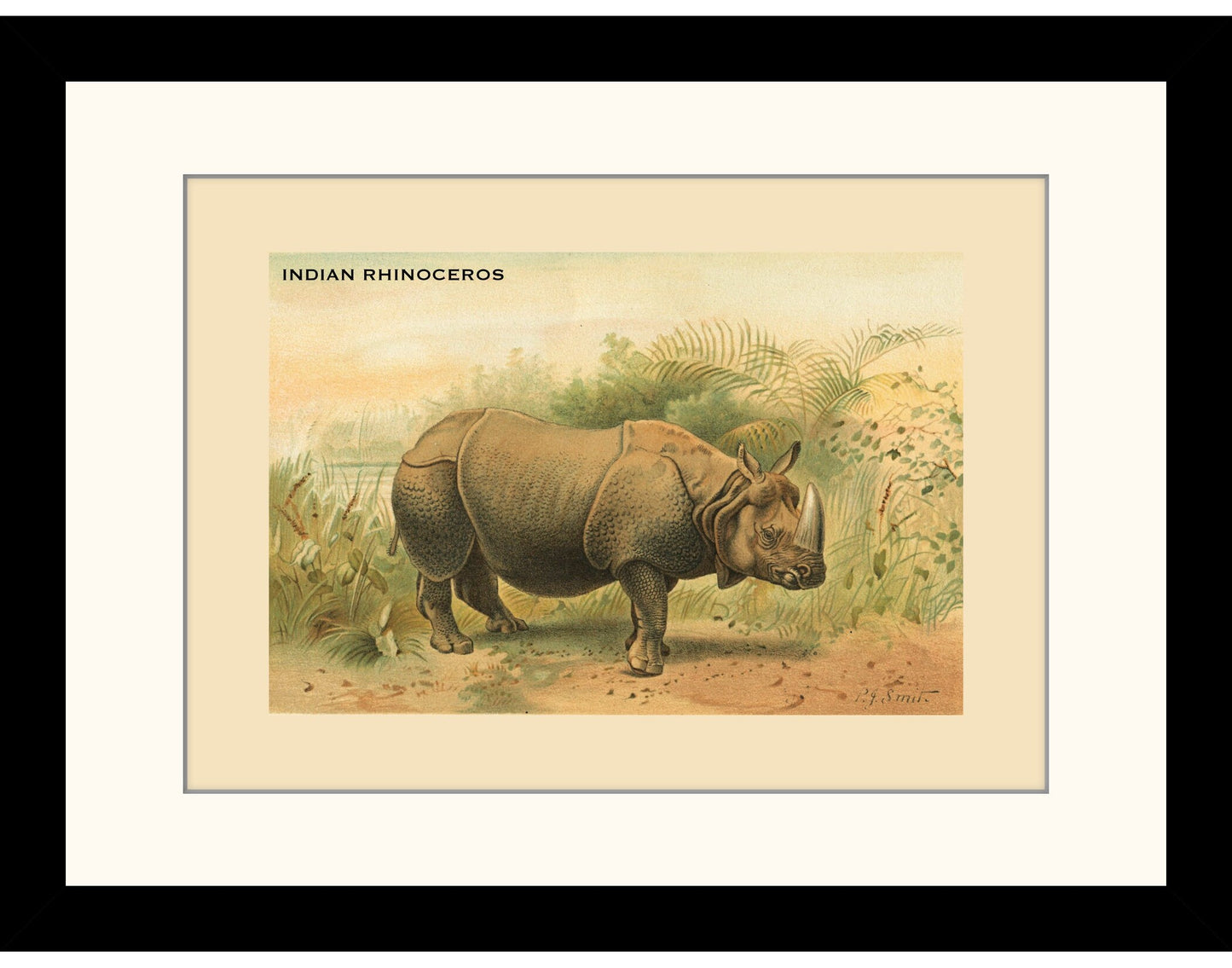 Indian Rhinoceros Print