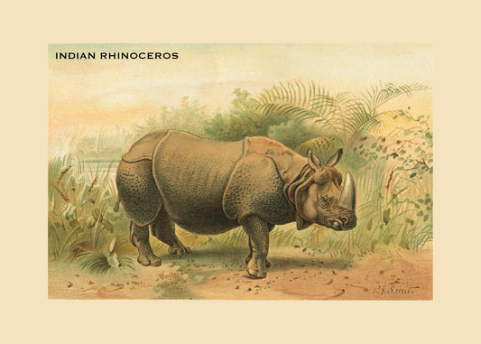 Indian Rhinoceros Print