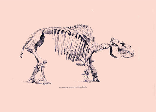 Toxodon Skeleton Print