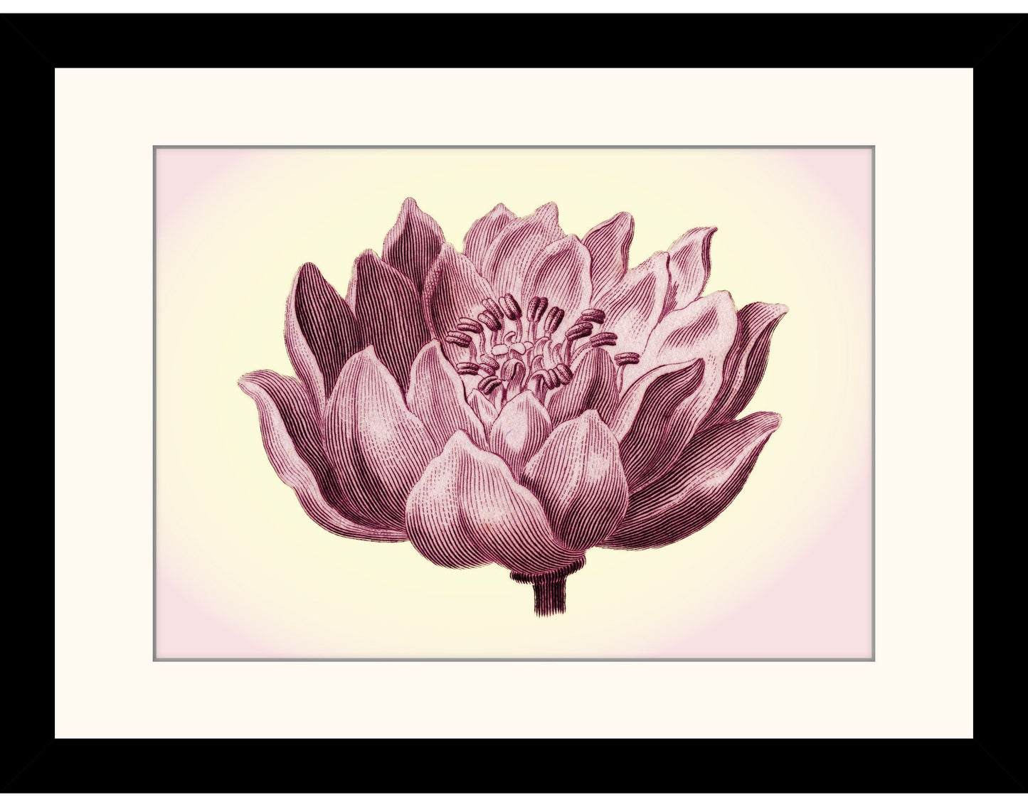 Flower Print - Antique Art Reproduction - Wall Decor - Botanical Art - Botany - Available Framed