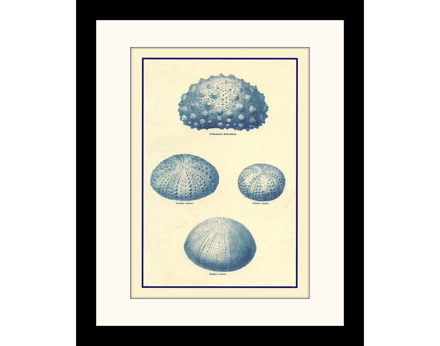 Sea Urchins Print