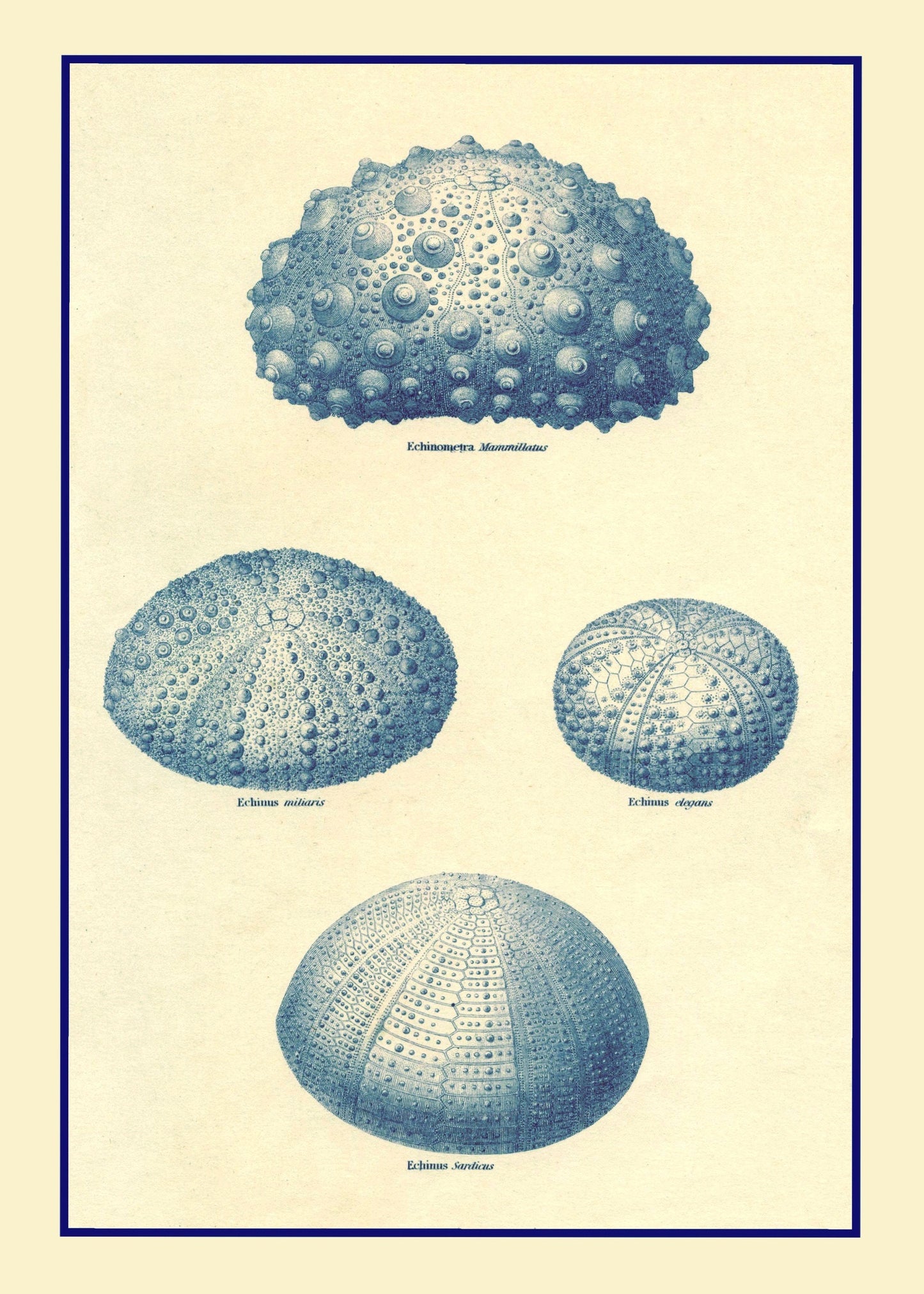 Sea Urchins Print