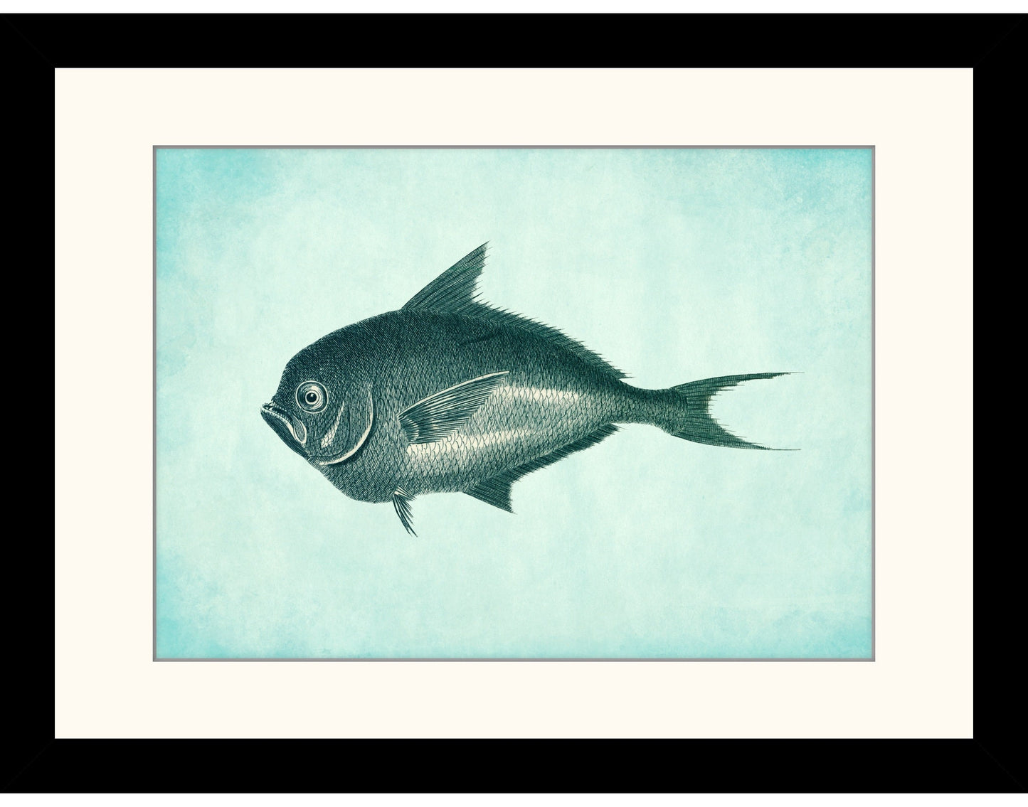 Toothed Gilthead Fish Print