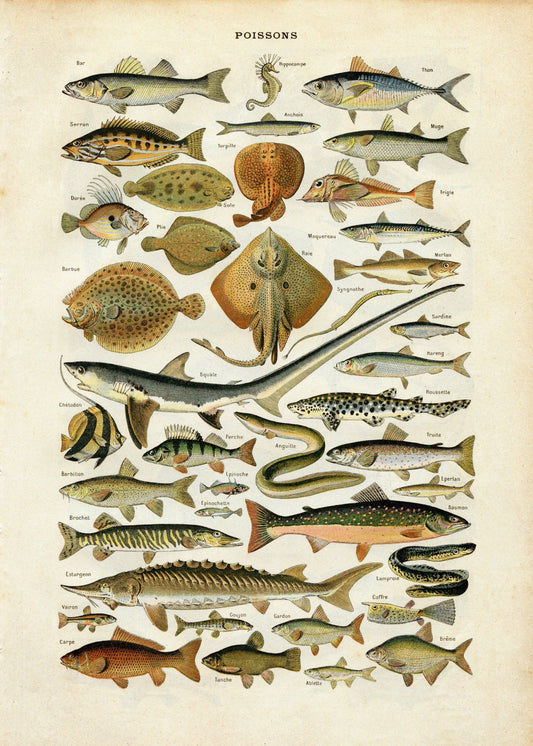 Fish Print