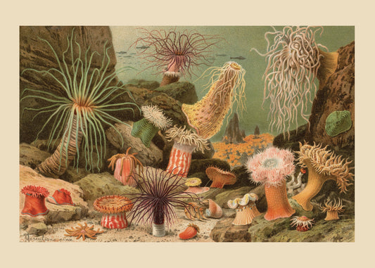 Sea Anemones Print