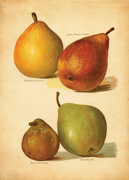 Pears Print