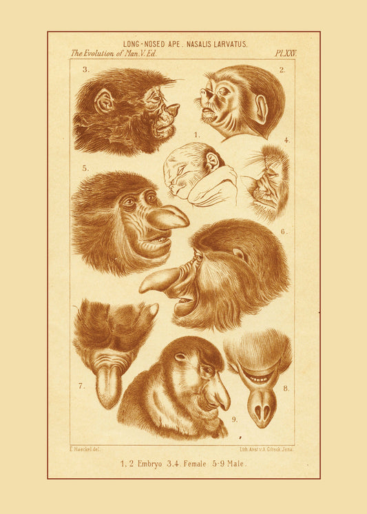 Proboscis Monkey Print