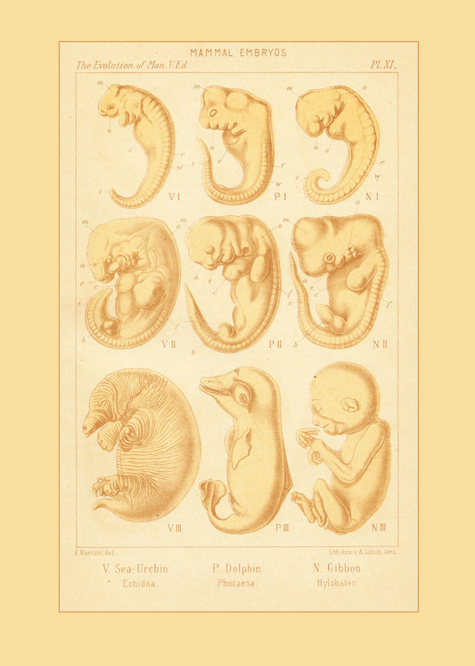 Mammal Embryos Print