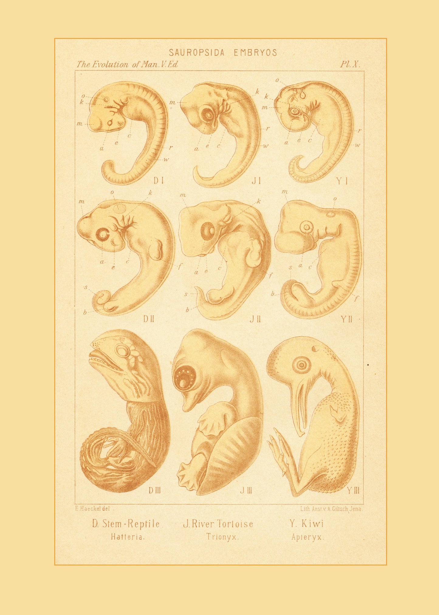 Reptile Embryos Print