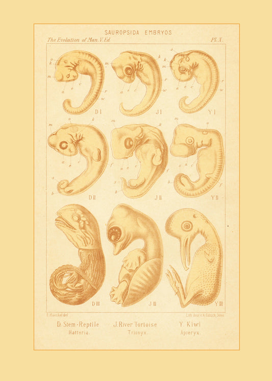 Reptile Embryos Print