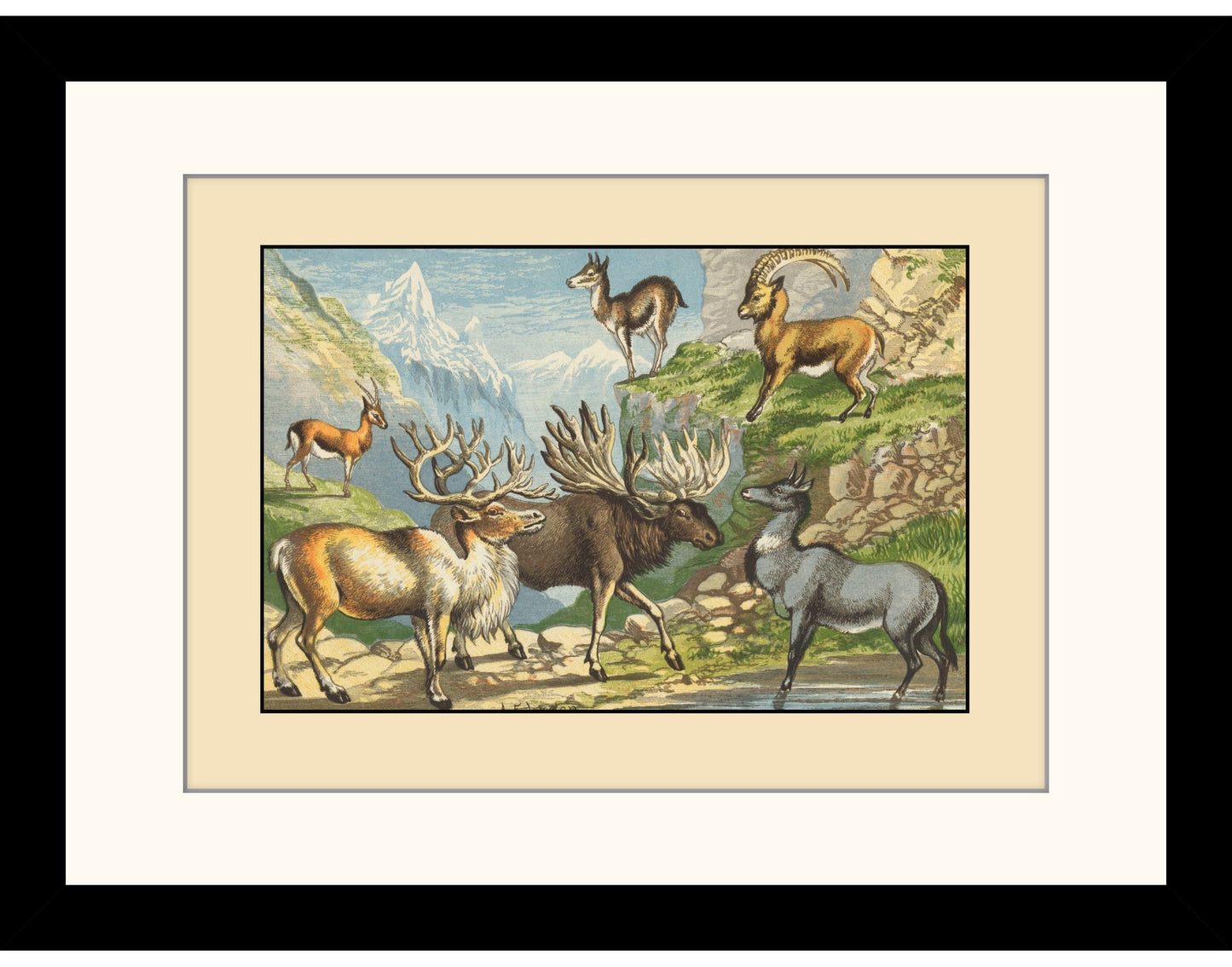 Gazelle, Reindeer, Elk, Chamois, Ibex, Nylghau Print