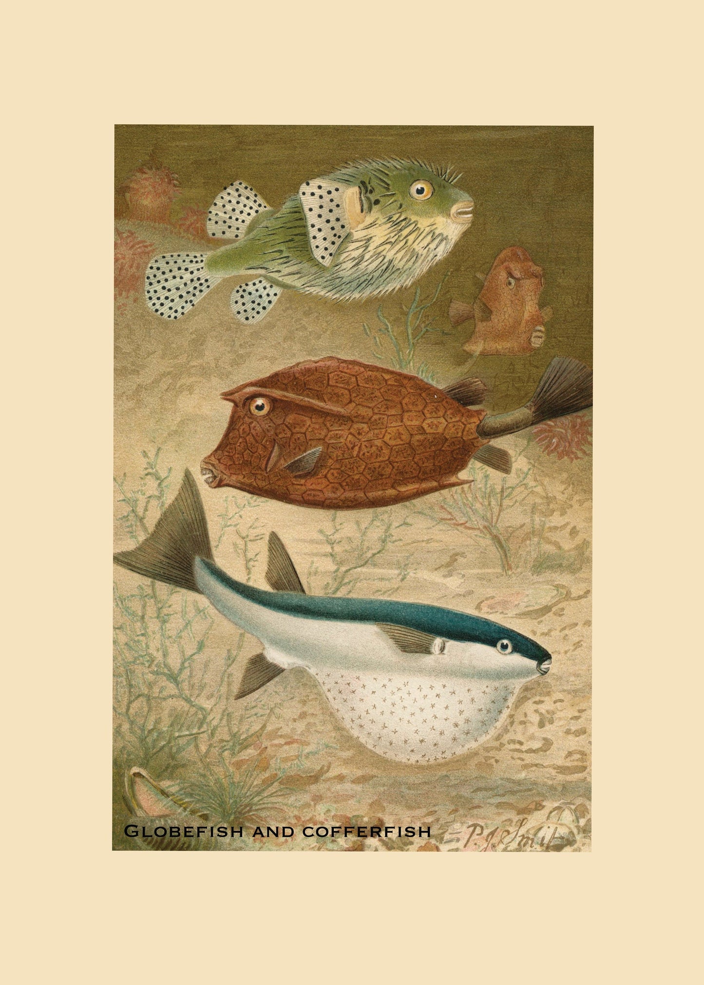 Globefish and Cofferfish Print