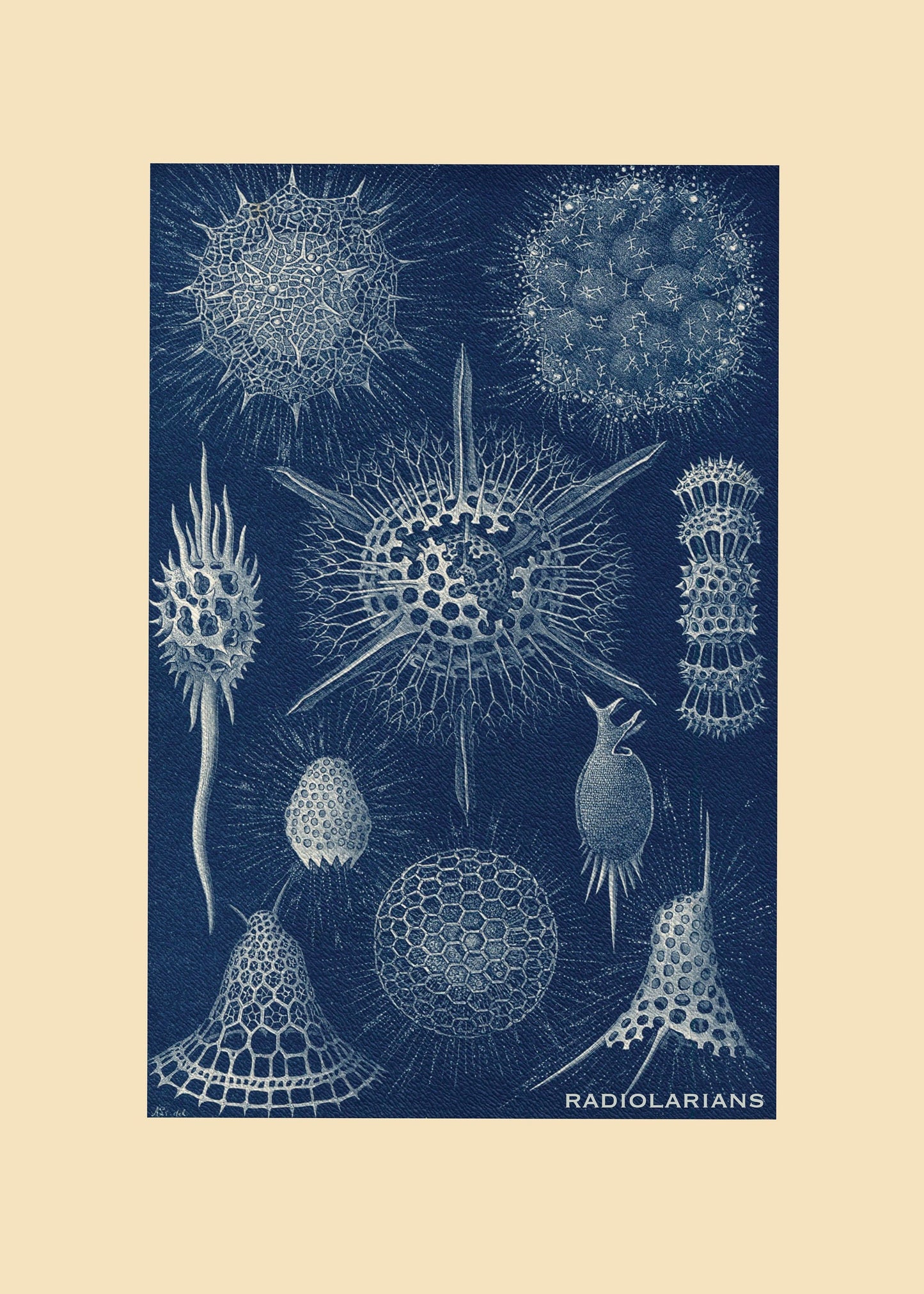 Radiolarians Print