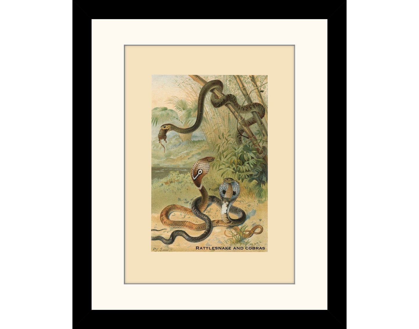 Rattlesnake and Cobras Print