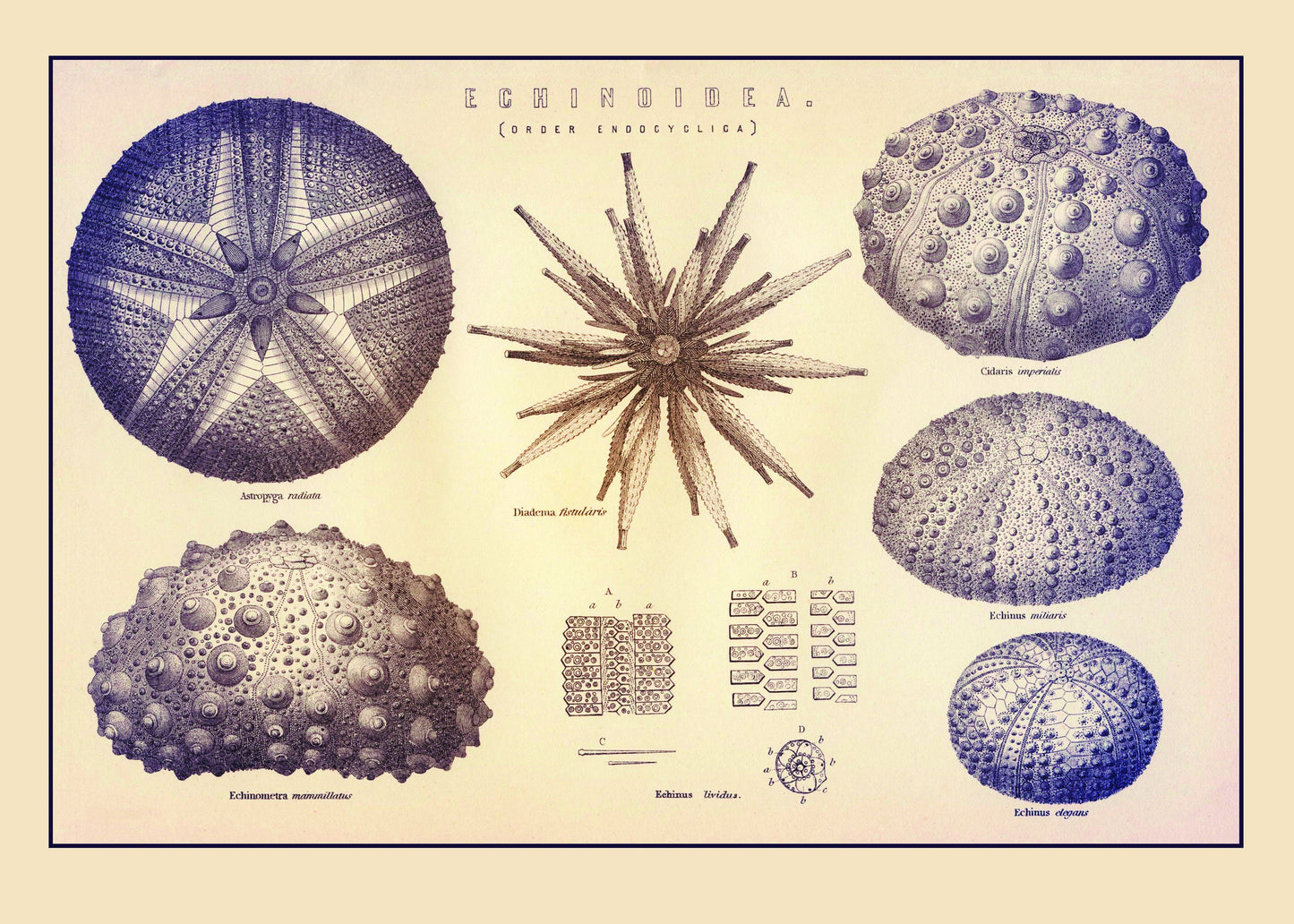 Sea Urchins Print