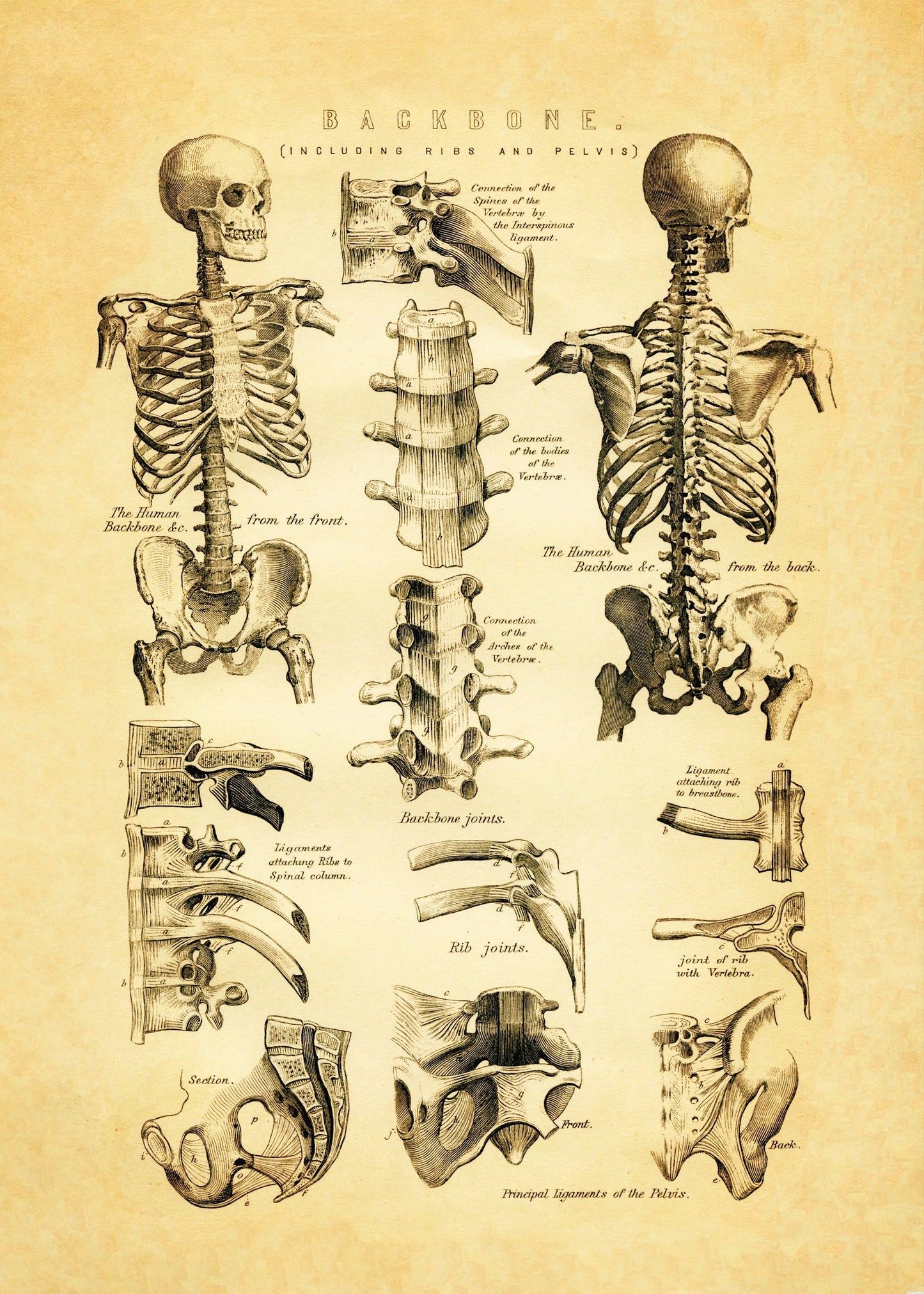 Backbone Skeleton Print