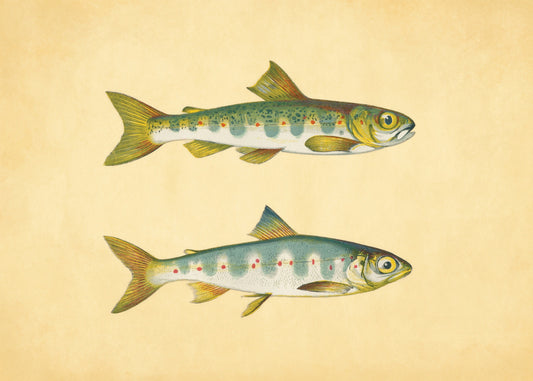 Parr and Samlet Fish Print