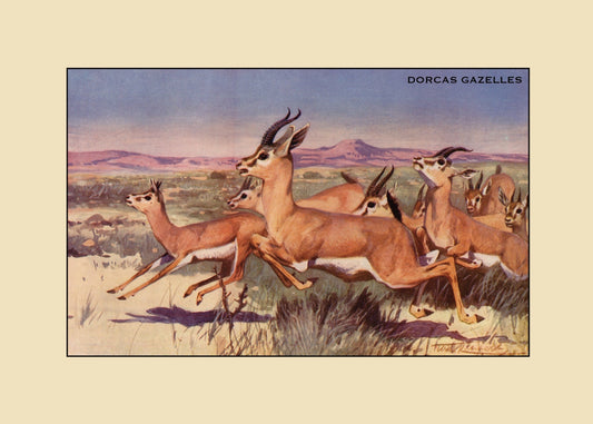 Dorcas Gazelles Print