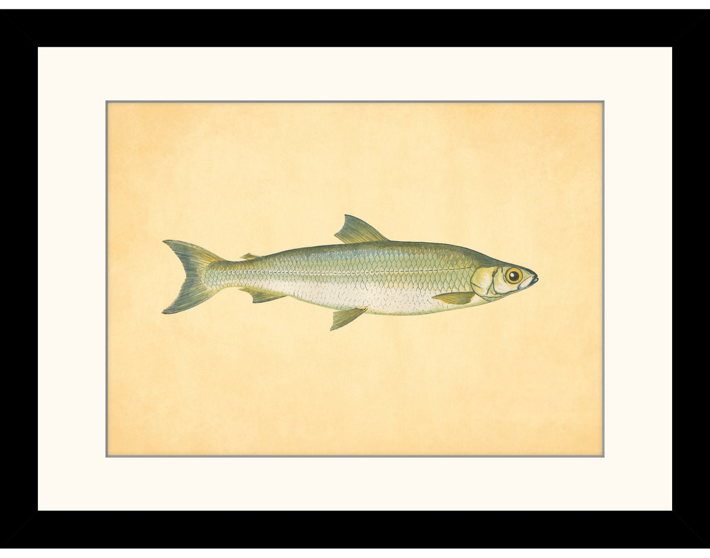 Pollan Fish Print