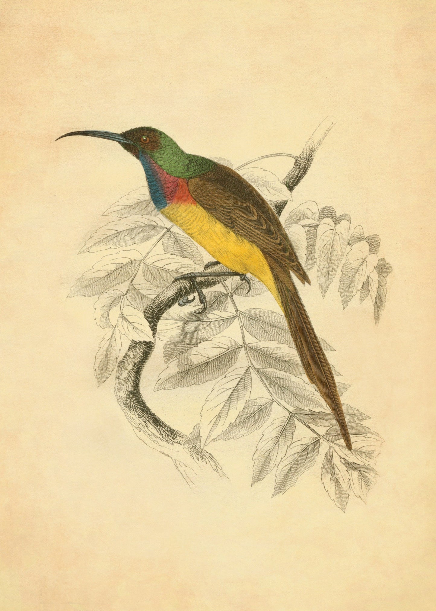 Sunbird Print