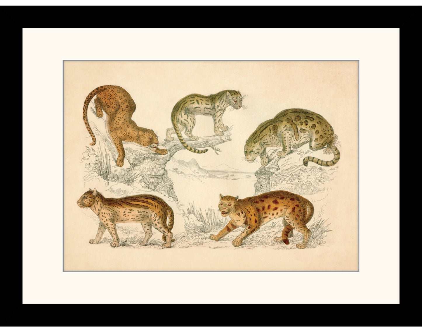 Leopard, Neuwied Cat, Clouded Tiger, Ocelot and Sumatra Cat Print