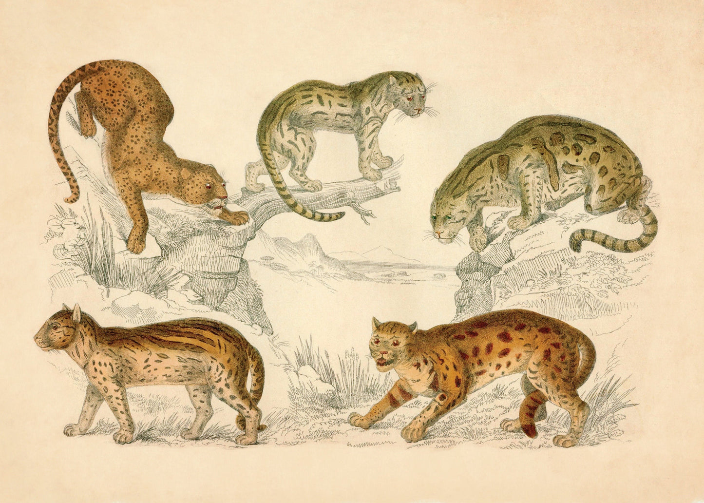 Leopard, Neuwied Cat, Clouded Tiger, Ocelot and Sumatra Cat Print