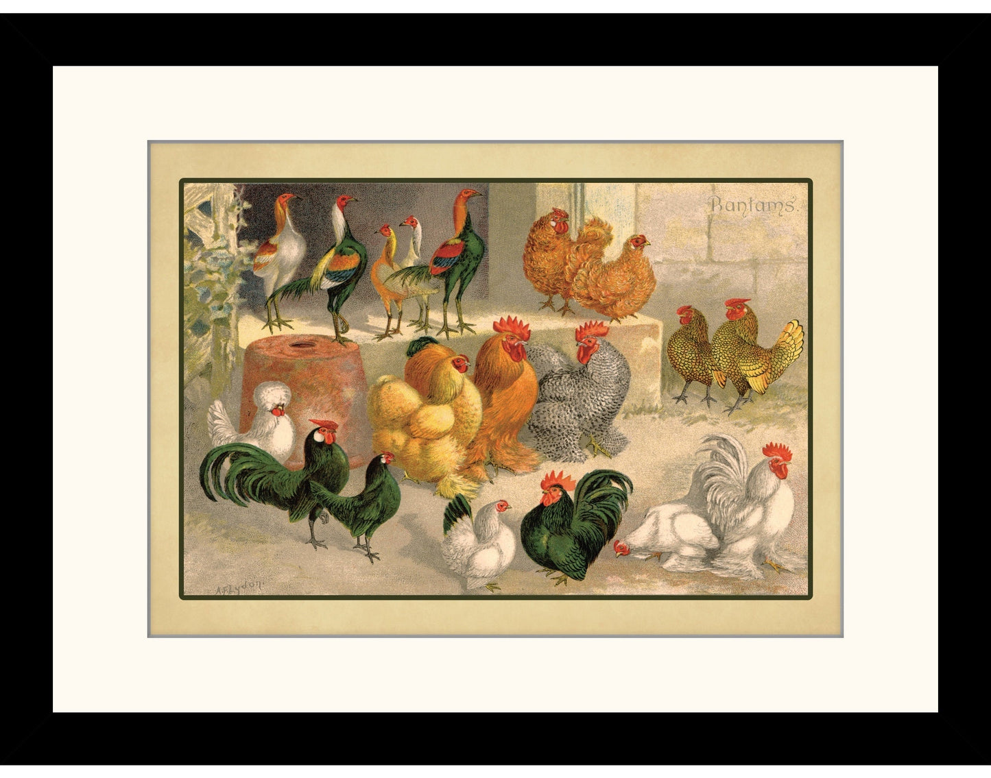 Bantams Print