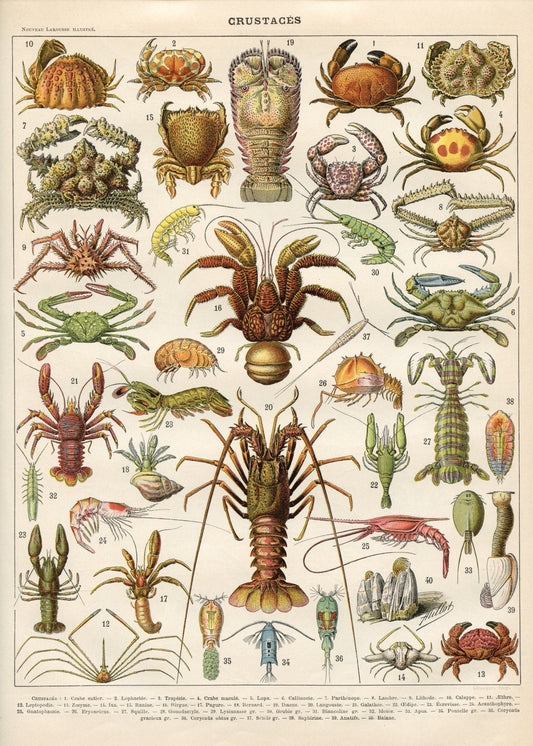 Crustaceans Print