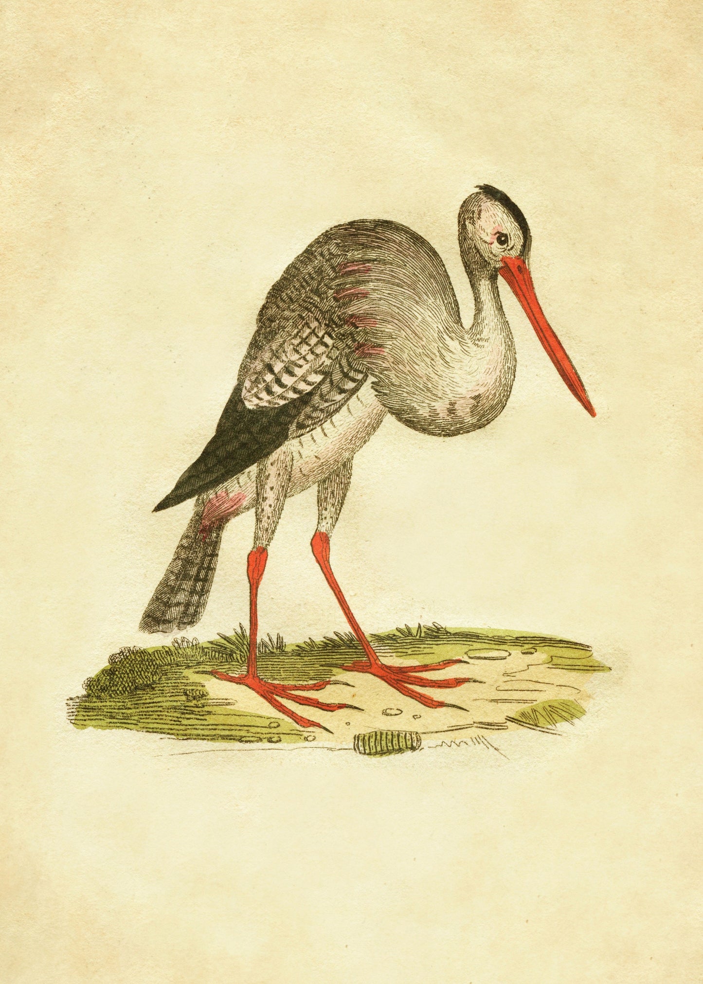 Stork Print