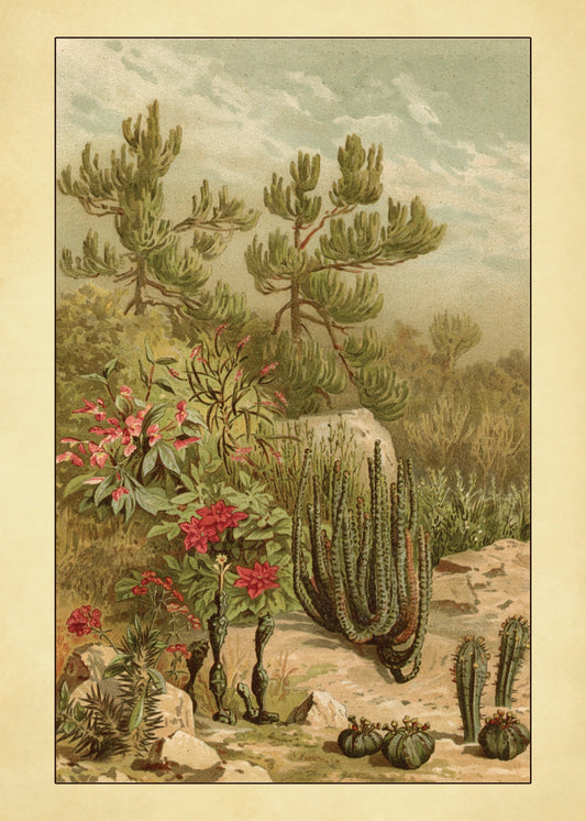 Euphorbia Plants Print