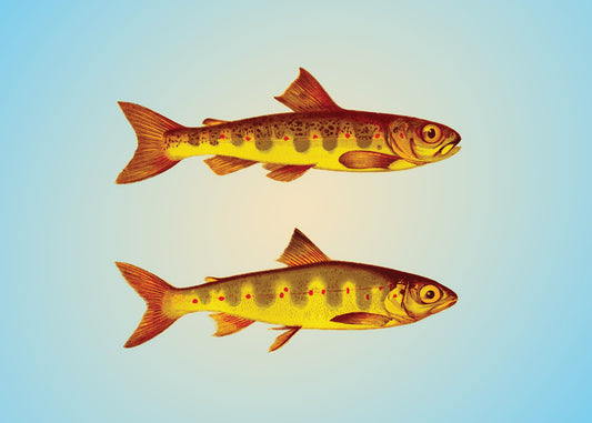 Parr and Samlet Fish Print