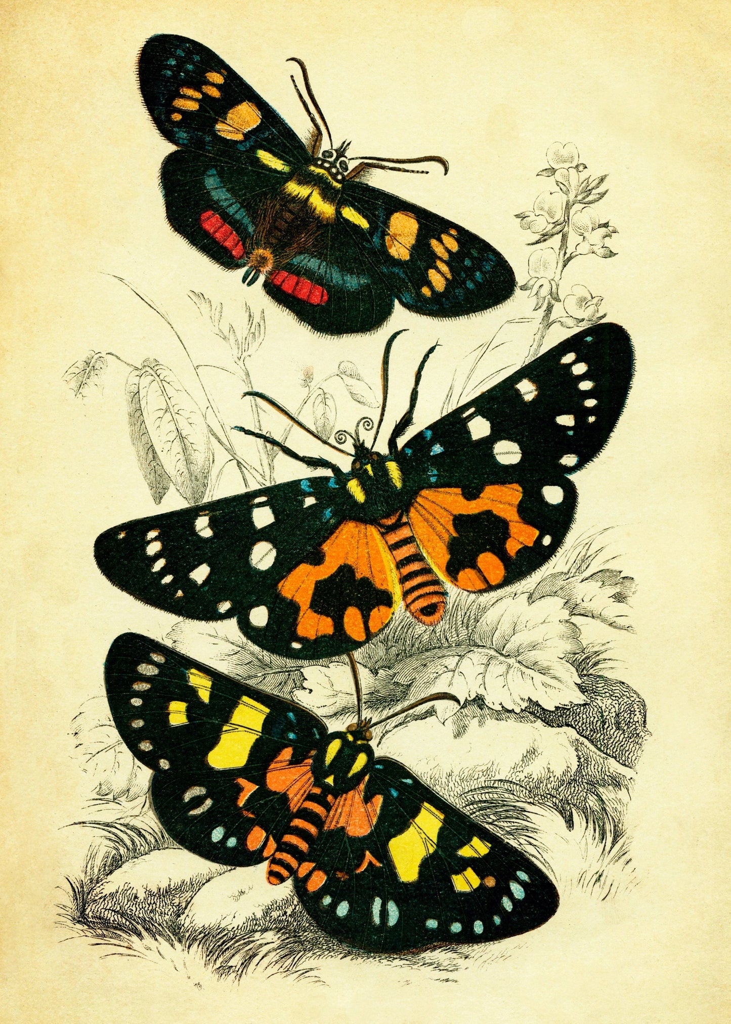 Butterflies Print