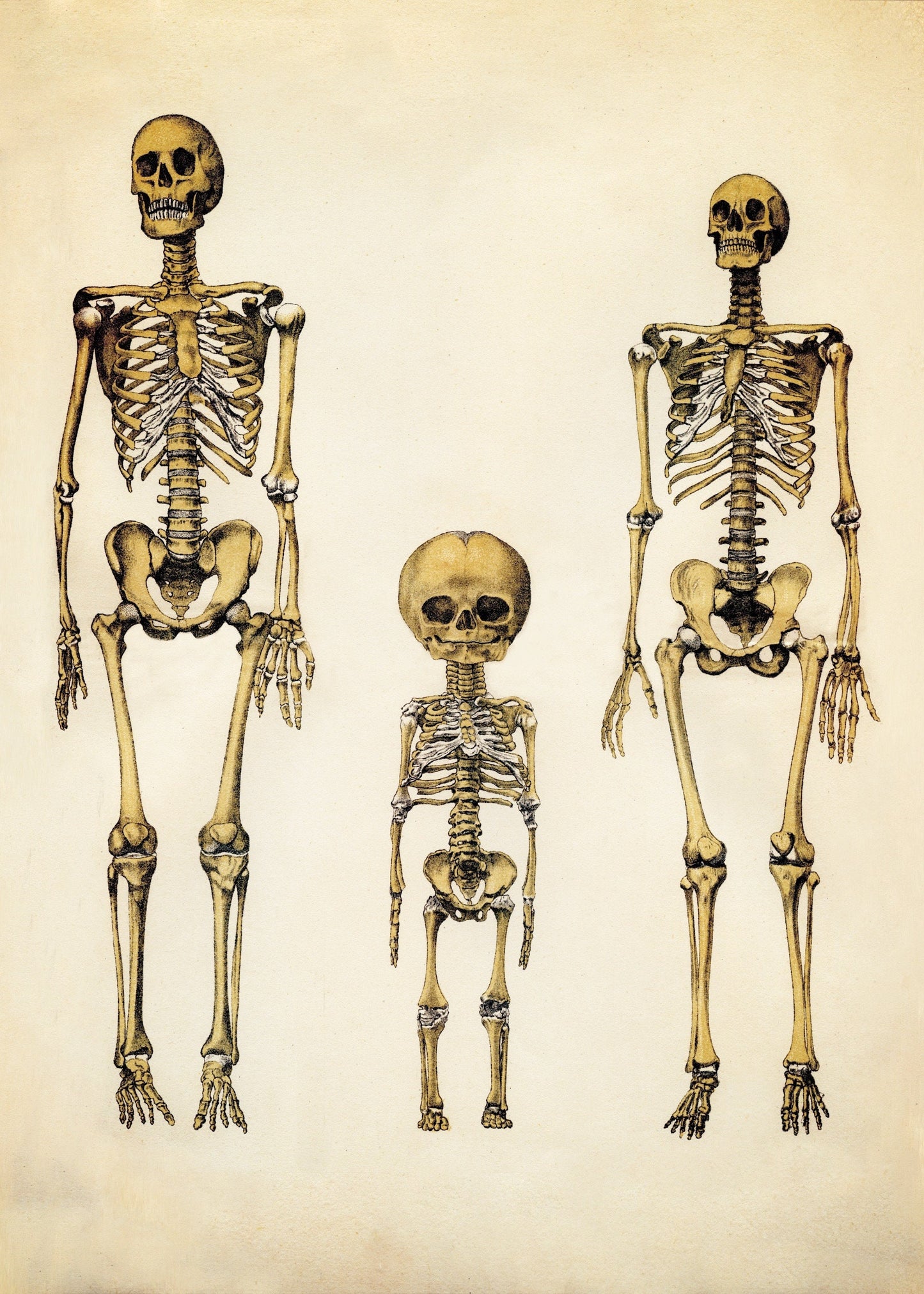 Skeleton Family Print