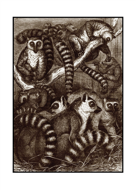 Ring-Tailed Lemurs Print