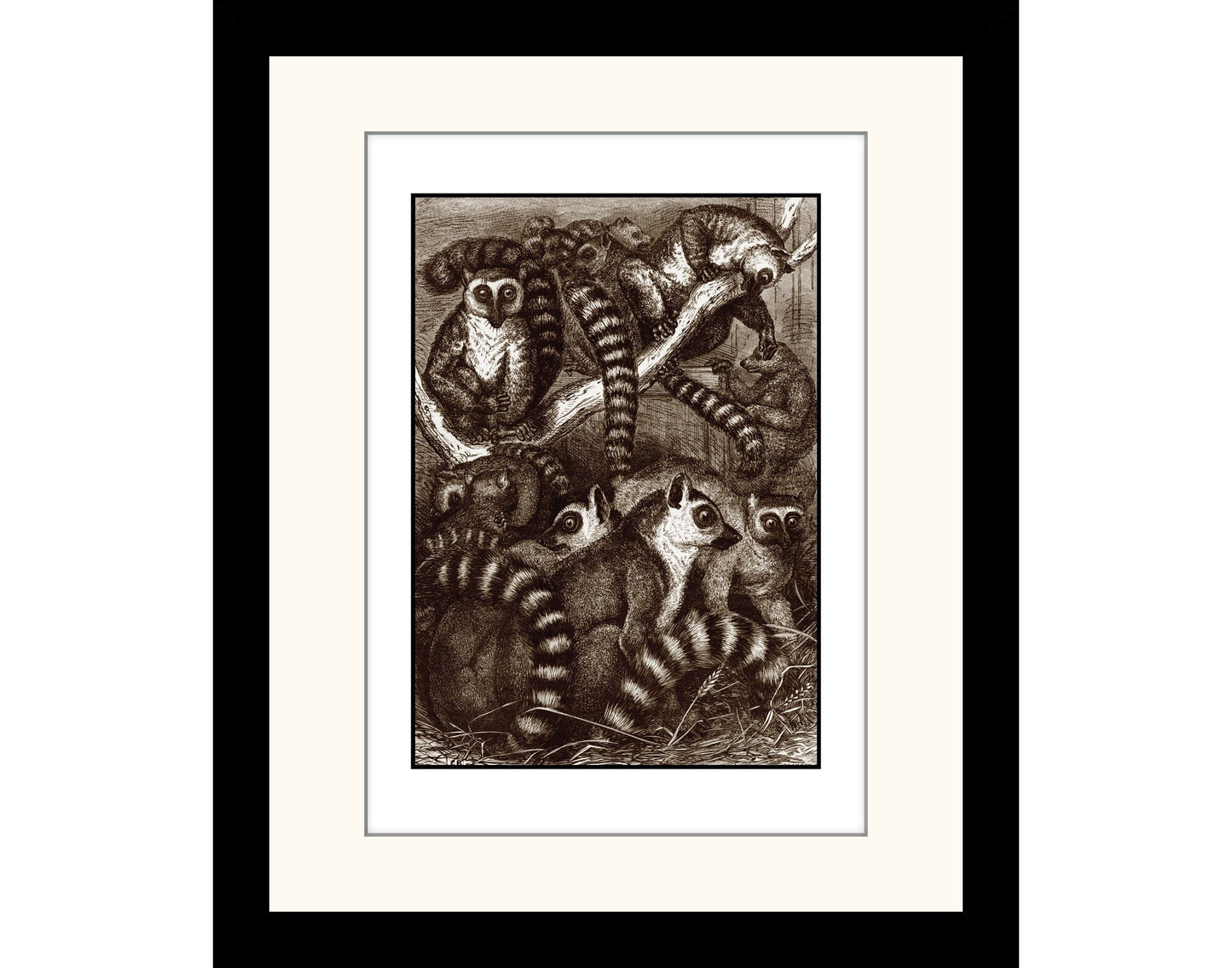 Ring-Tailed Lemurs Print