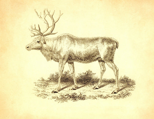 Reindeer Print